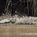 crocodile_american_tar_h_1457_cos2460.jpg